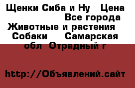 Щенки Сиба и Ну › Цена ­ 35000-85000 - Все города Животные и растения » Собаки   . Самарская обл.,Отрадный г.